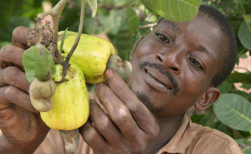 10/02/16  Cte d'Ivoire : boom du nombre d'exportateurs de noix de cajou agrs